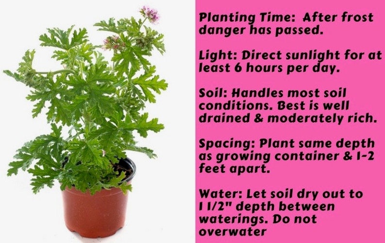 May include: A potted citronella plant with green leaves and pink flowers. Planting instructions are provided on a pink background. The instructions include planting time, light, soil, spacing, and watering.