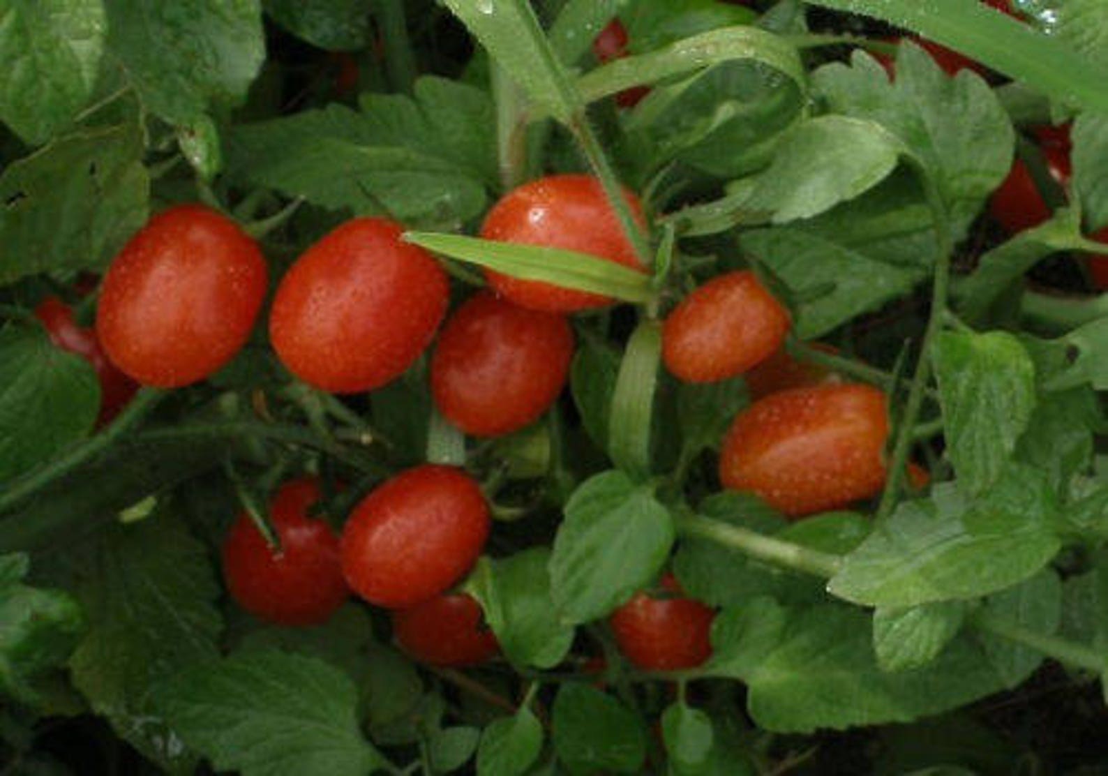 Two Live Plants Grape Tomato Plant 4 Inches to 7 Inches Tall Etsy