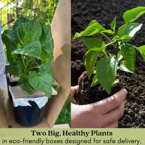 Early Jalapeño Pepper Plant | Two Live Plants | Non-GMO | Medium Hot Pepper | High Yield