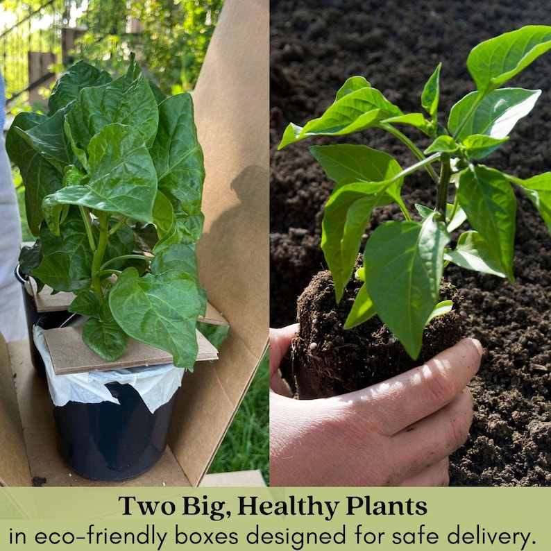 Early Jalapeño Pepper Plant | Two Live Plants | Non-GMO | Medium Hot Pepper | High Yield