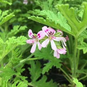 May include: A close-up of a pink and white flower with green leaves. The flower has a delicate, ruffled appearance and is in full bloom.