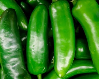 Pimientos Jalapeños Megatron / Dos Plantas de Jardín Vivas / Fruto Jumbo, Sin OGM, Picante Suave, Gran Productor
