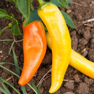 May include: Three ripe chili peppers, one orange and two yellow, are lying on the ground. The peppers are long and slender, with a pointed tip.