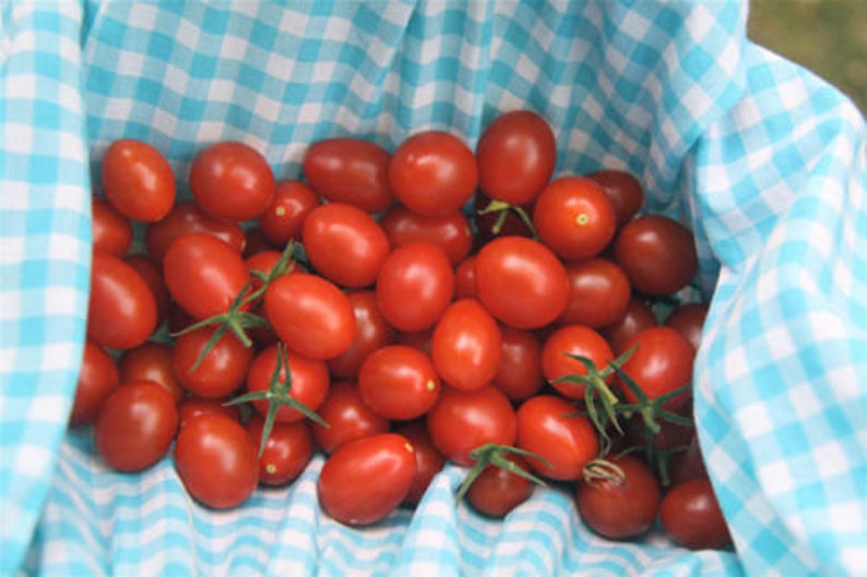 Two Live Plants Grape Tomato Plant 4 Inches to 7 Inches Tall Etsy