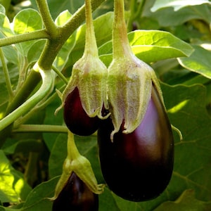 May include: Three glossy, deep purple eggplants hang from a green stem. Each eggplant features a smooth, rounded body and a light green, textured calyx at the top. The vegetables are surrounded by large, vibrant green leaves in a garden.