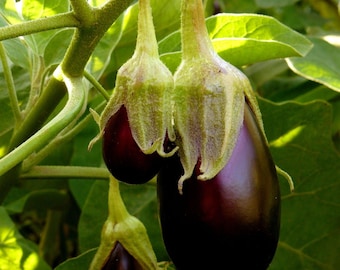 Eggplant Patio Baby | Two Live Plants | Non-GMO | Mini Fruit, High Yield, Compact