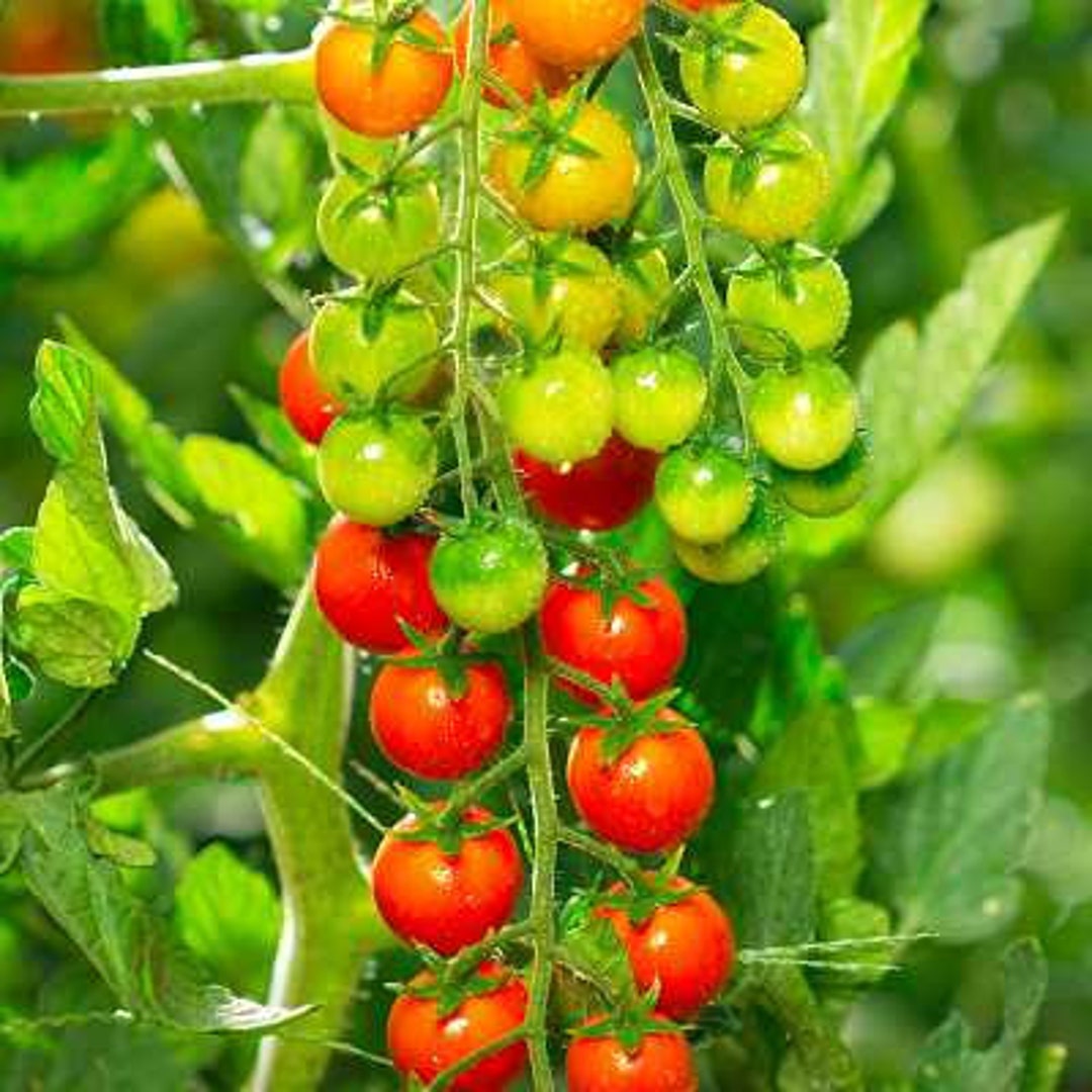 Candyland Tomato Plants Two Live Garden Plants Nongmo, Indeterminate, Curranttype Etsy