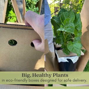 Jalapeno Peppers | Two Live Garden Plants | Non-GMO, Mild Heat, Great Producer