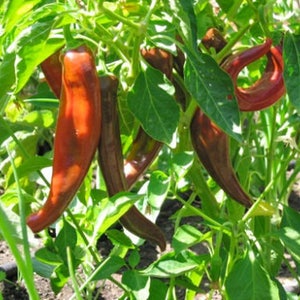 May include: Close-up of a red pepper plant with several long, thin, red peppers growing on it. The peppers are hanging from the branches of the plant, which are covered in green leaves.