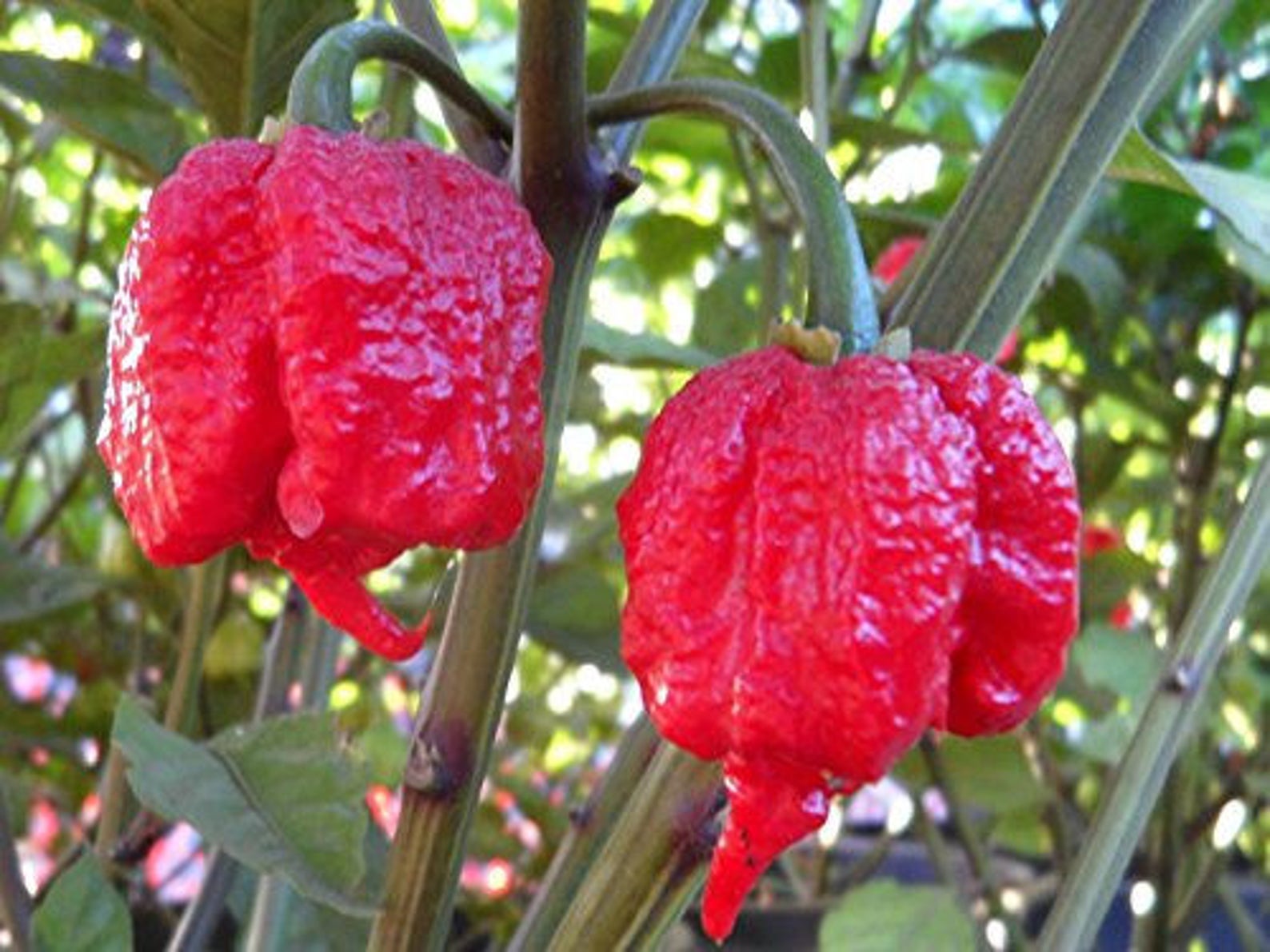 carolina reaper plant not producing carolina reaper plant not producing