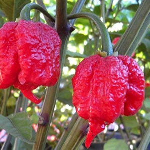 May include: Two bright red, bumpy, chili peppers hanging from a green plant. The peppers have a unique, wrinkled texture and are a vibrant shade of red.