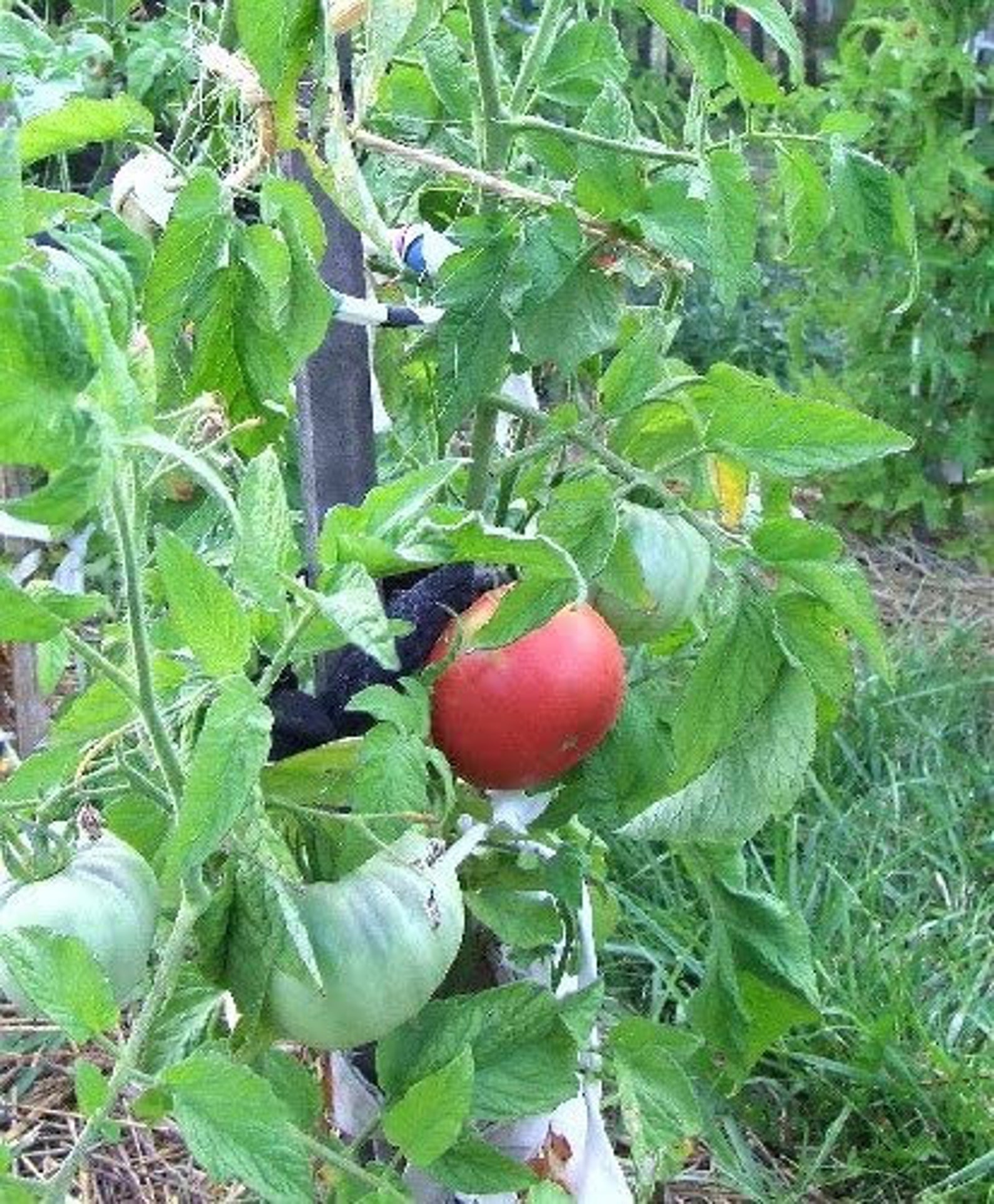 Mortgage Lifter Tomato Plant Two 2 Live Plants Not Seeds Etsy