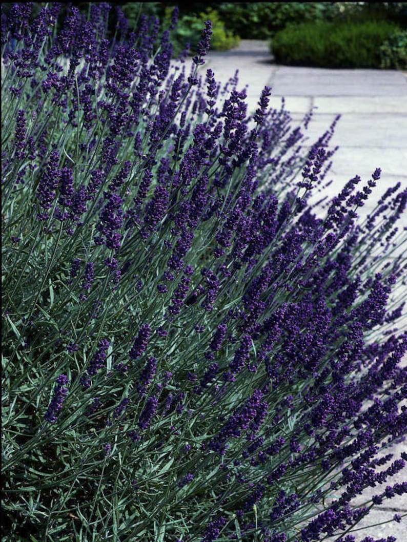 Two Live Plants Hidcote Lavender Plant NONGMO 36 Inches
