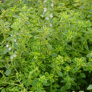 May include: A close-up of a patch of green and yellow thyme with small white flowers.
