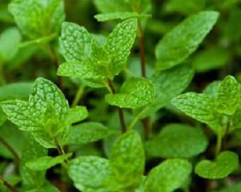 Mojito Mint | Two Live Herb Plants | Non-GMO, Summer Must Have