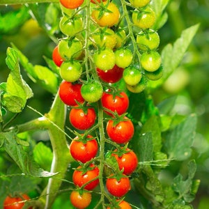 May include: A cluster of red and green cherry tomatoes growing on a vine. The tomatoes are ripe and juicy, with a few still green.
