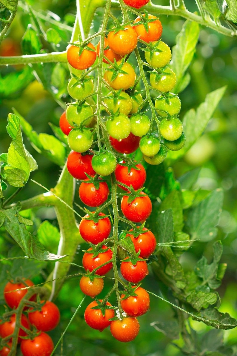 K&ouml;nnte beinhalten: Ein Strau&szlig; roter und gr&uuml;ner Kirschtomaten, die an einer Rebe wachsen. Die Tomaten sind reif und saftig, einige sind noch gr&uuml;n.