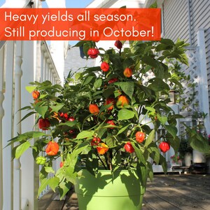 May include: A potted pepper plant with red and orange peppers growing on it. The plant is in a green pot and is sitting on a wooden deck. The text "Heavy yields all season. Still producing in October!" is written on a red banner above the plant.