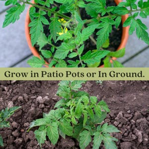 Sweet Baby Girl Tomato Plants | Two Live Garden Plants | Non-GMO, Indeterminate, Crack-Resistant