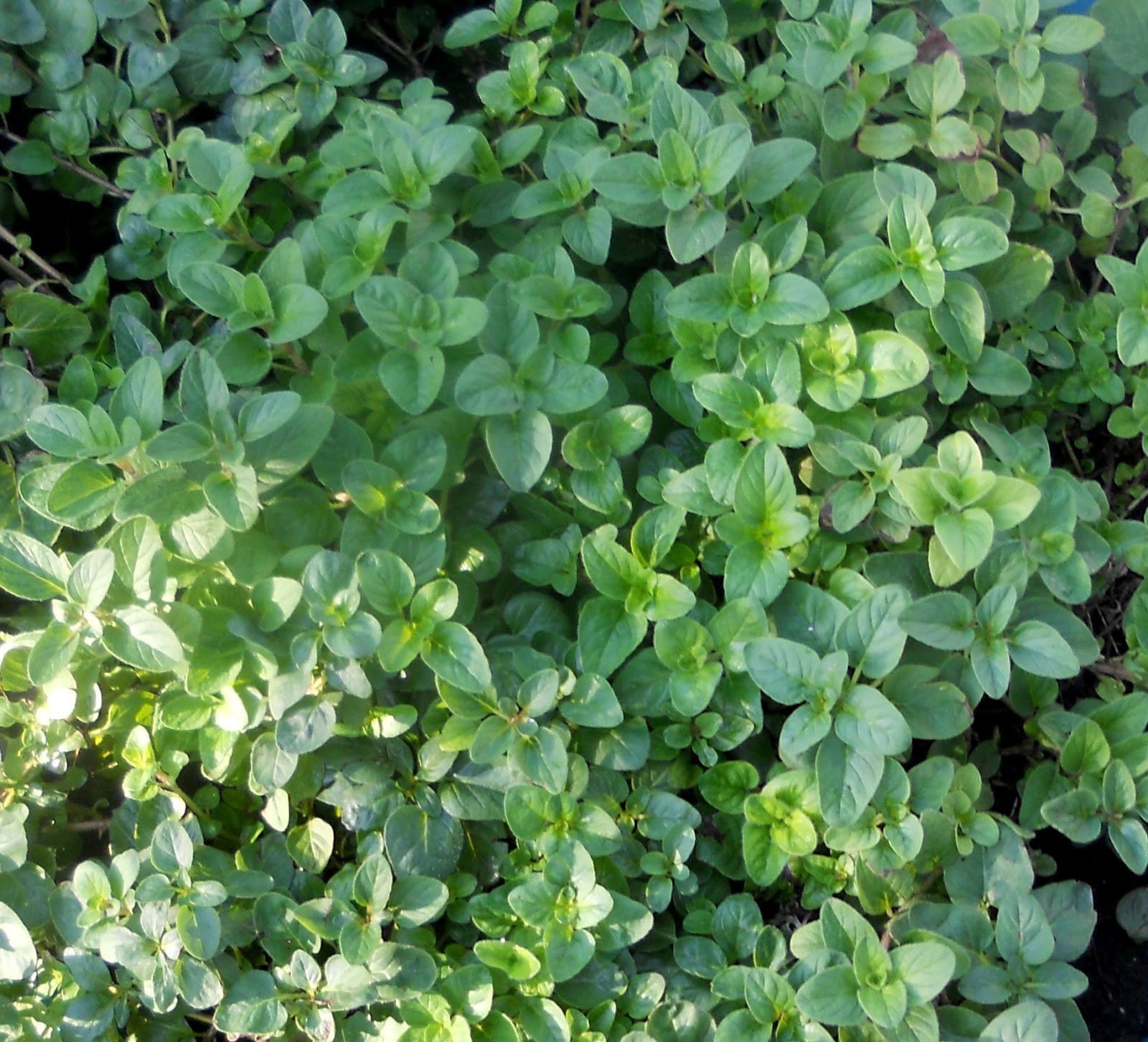 Two Live Plants Italian Oregano Plant 4 Inch to 7 Inch Tall in Etsy