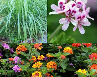 The Mosquito Trio | 9 Live Mosquito Repelling Plants | Geranium, Lemongrass, Lantana, Non-GMO