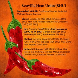 Early Jalapeño Pepper Plant | Two Live Plants | Non-GMO | Medium Hot Pepper | High Yield