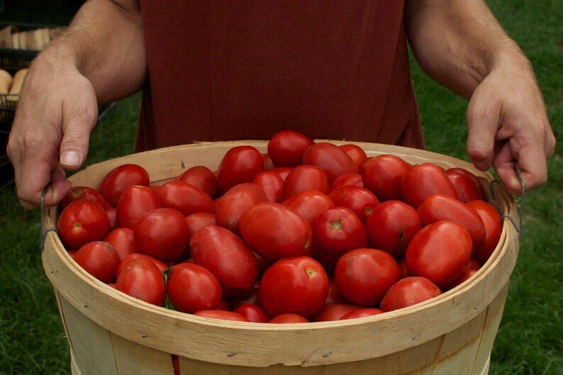 Two Live Plants Amish Paste Roma Plum Tomato NONGMO 4 Inch to Etsy