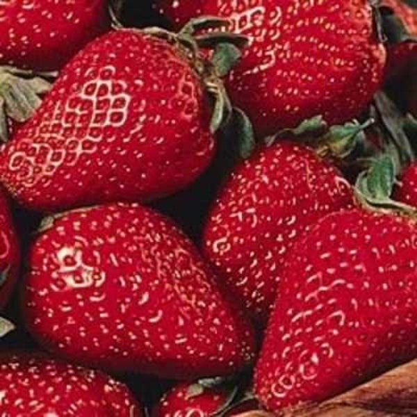 Super Sweet Everbearing Strawberry | Two Live Garden Plants | Non-GMO, Handles Heat Well