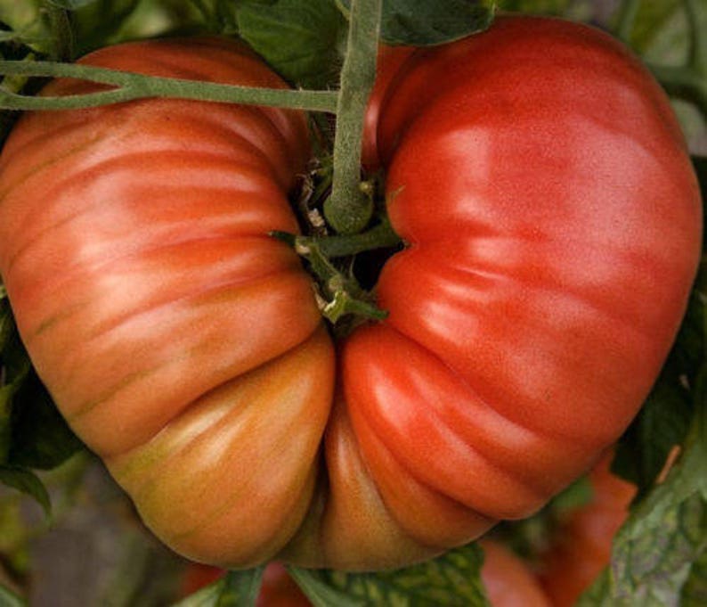 Two Live Plants Brandywine Tomato Plant NON-GMO 5 Inch to 7 Inch Tall ...