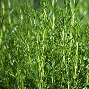 May include: A close-up of a patch of green rosemary plants. The leaves are long and narrow, and the stems are thin and woody.
