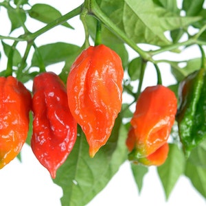 May include: Close-up of a branch of a pepper plant with five red and green chili peppers hanging from it. The peppers are wrinkled and have a pointed shape.
