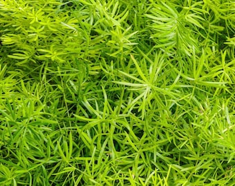 Asparagus Fern | Two Live Plants | Non-GMO | Lush Green Foliage, Hardy, Low Maintenance