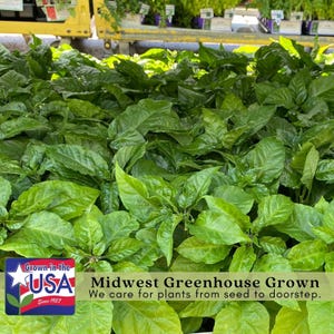Early Jalapeño Pepper Plant | Two Live Plants | Non-GMO | Medium Hot Pepper | High Yield