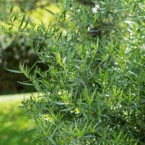 French Tarragon | Two Live Herb Plants | Non GMO, Propagated from Authentic French Plants