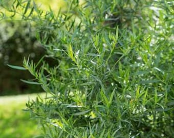 French Tarragon | Two Live Herb Plants | Non GMO, Propagated from Authentic French Plants