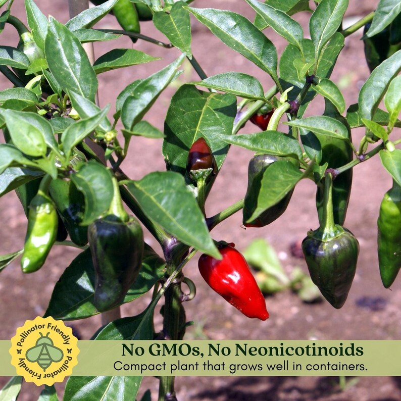 Early Jalapeño Pepper Plant | Two Live Plants | Non-GMO | Medium Hot Pepper | High Yield