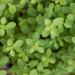 May include: A close-up view of a lush green oregano plant with many leaves. The plant is growing in a garden or pot.