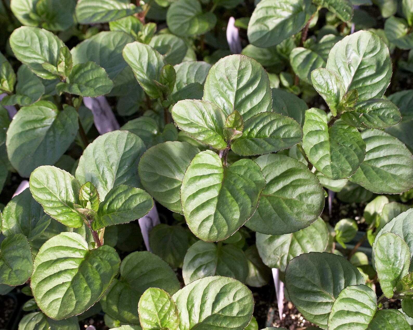 Two Live Plants Orange Mint Plant 4 Inch To 7 Inch Tall In 3.5 Etsy