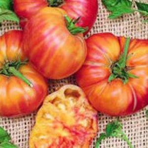 May include: A group of heirloom tomatoes with red and yellow stripes. The tomatoes are arranged on a burlap surface with green leaves.