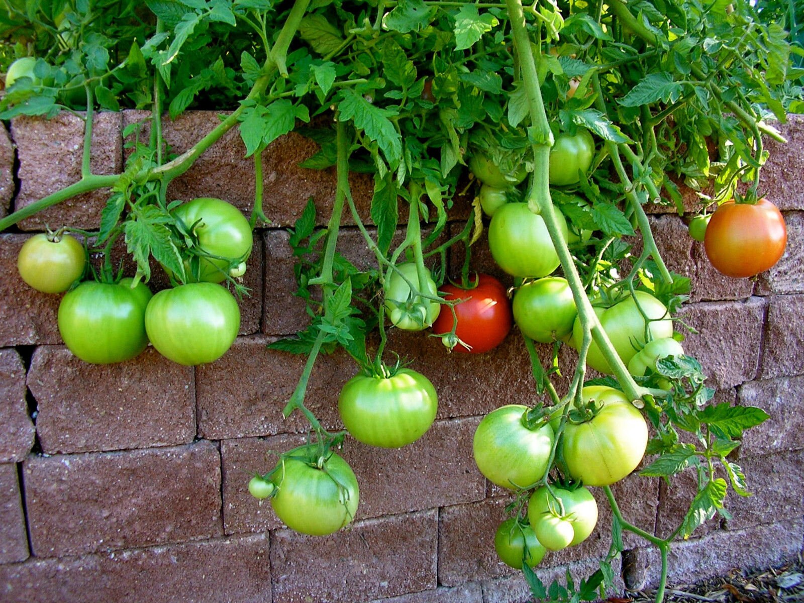 Two Live Plants Big Beef Tomato Plant 5 Inch to 7 Inch Tall in Etsy