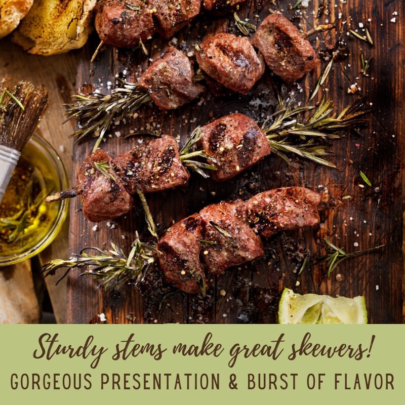 Two Live Plants Barbeque Rosemary Plant 47 Inches Tall In 3.5 Etsy