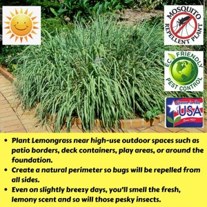 Deux 2 grandes plantes de citronnelle vivantes SANS OGM chacune de 10 à 20 cm de haut dans des pots de 10 cm (4 po.) Entreprise familiale depuis 1957 image 2