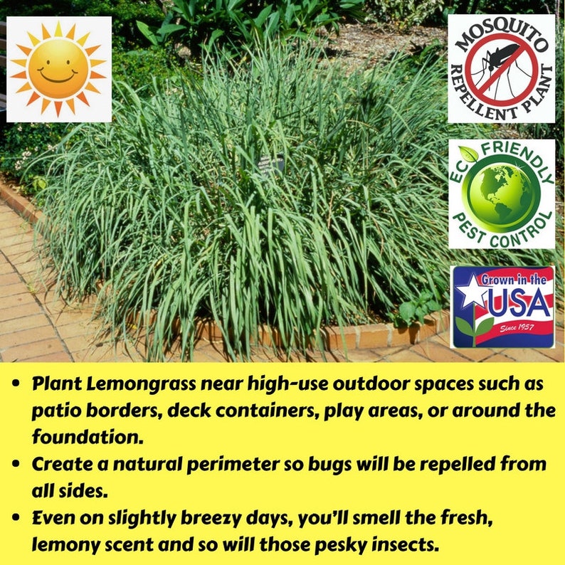 Deux 2 grandes plantes de citronnelle vivantes SANS OGM chacune de 10 à 20 cm de haut dans des pots de 10 cm (4 po.) Entreprise familiale depuis 1957 image 2