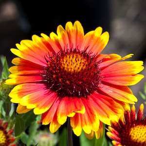 May include: A vibrant red and yellow flower with a dark red center. The flower has many petals and is in full bloom.
