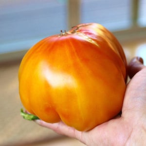 May include: A large, orange heirloom tomato with a deep red blush. The tomato has a smooth, shiny skin and is slightly misshapen.