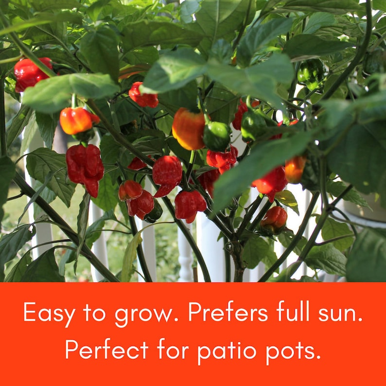 May include: A close-up of a pepper plant with red and orange peppers growing on it. The plant is in a pot and is growing in full sun. The text "Easy to grow. Prefers full sun. Perfect for patio pots." is displayed below the image.