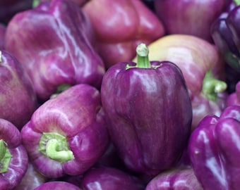 Pimiento morrón lila / Dos plantas vivas / Sin OGM, pimiento dulce, producción temprana