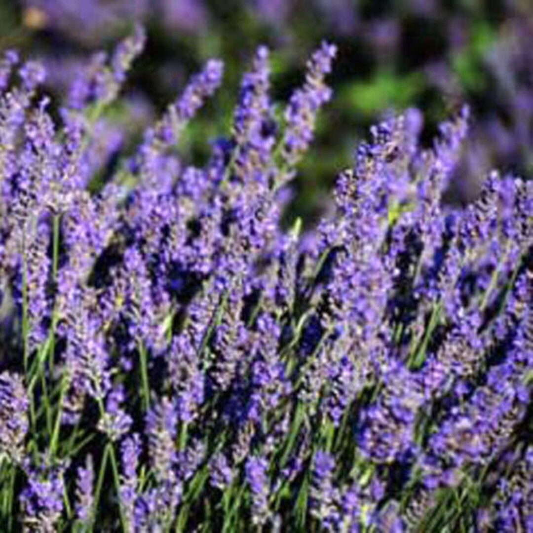 Two 2 Live Plants French Lavender Plant Each 4 Inch to 7 Inch Tall in 3