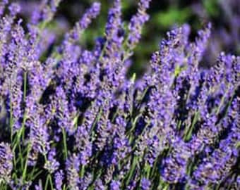 Dos plantas vivas de lavanda francesa, cada una de 10 a 18 cm de altura, en macetas de 9 cm. Empresa familiar desde 1957.
