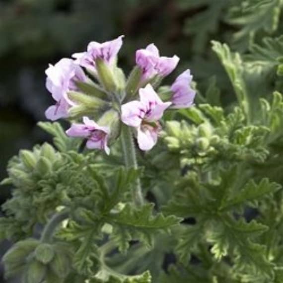 Clovers Garden 2 Citronella Mosquito Repellent Plants in 4-Inch Pots Citrosa Geranium Plant Naturally Repels Mosquitos, No See Ums and Other Flying